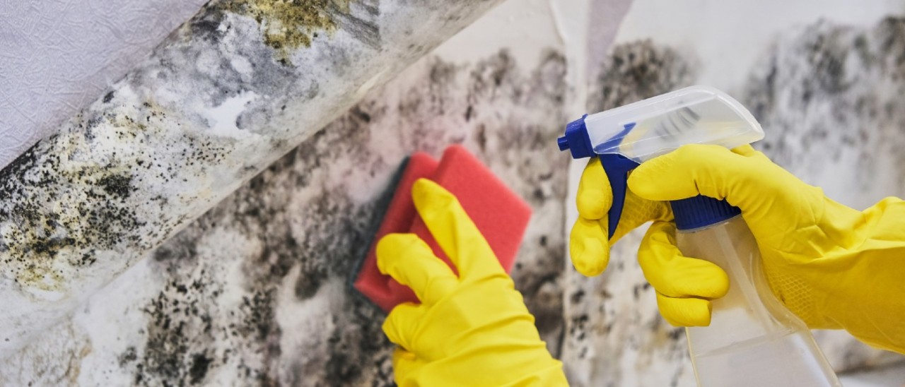 Person wearing yellow rubber gloves to while cleaning mould from a wall