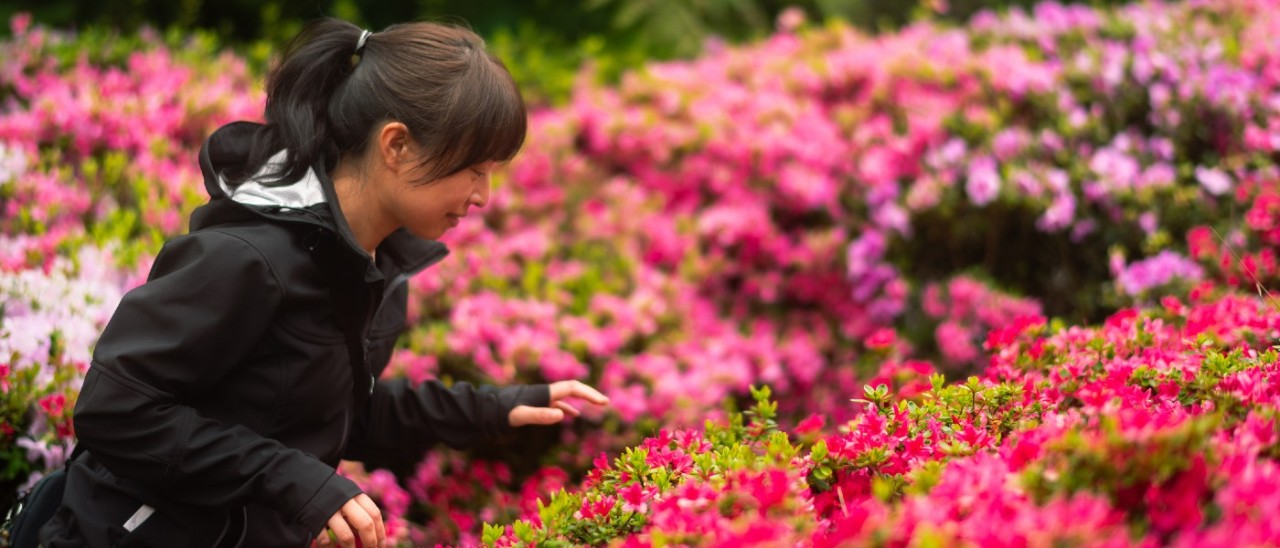 A woman enjoying pink flowers at the Dandenong Ranges Botanic Garden