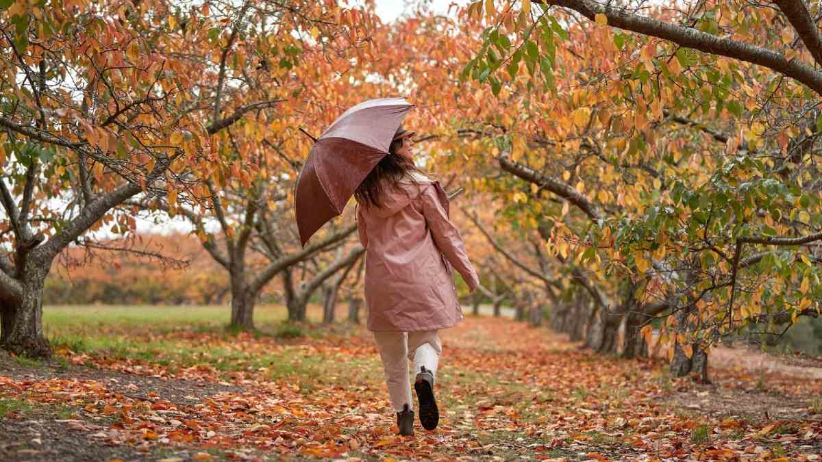 A person walks under an umbrella between trees with orange leaves during in autumn in the Dandenong Ranges Botanic Gardens