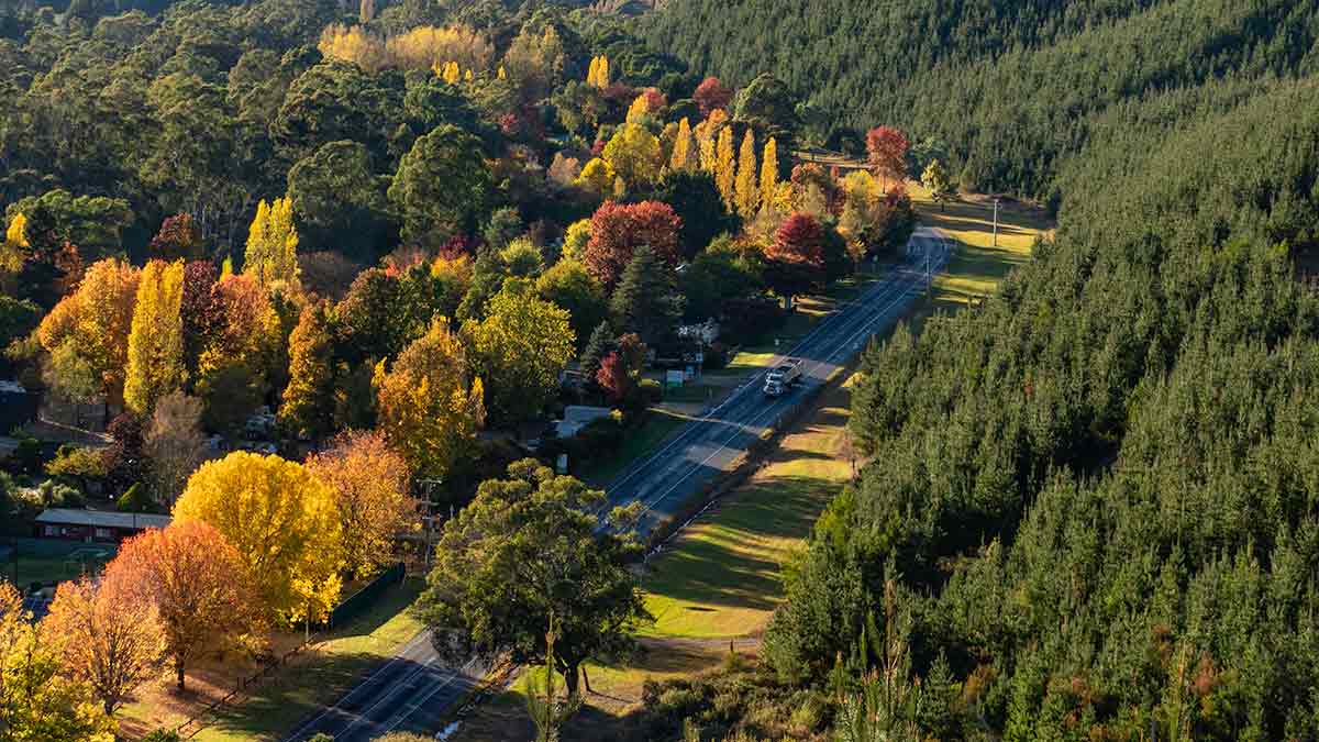 Autumn trees line the Great Alpine Road into Bright in the Victorian High Country.