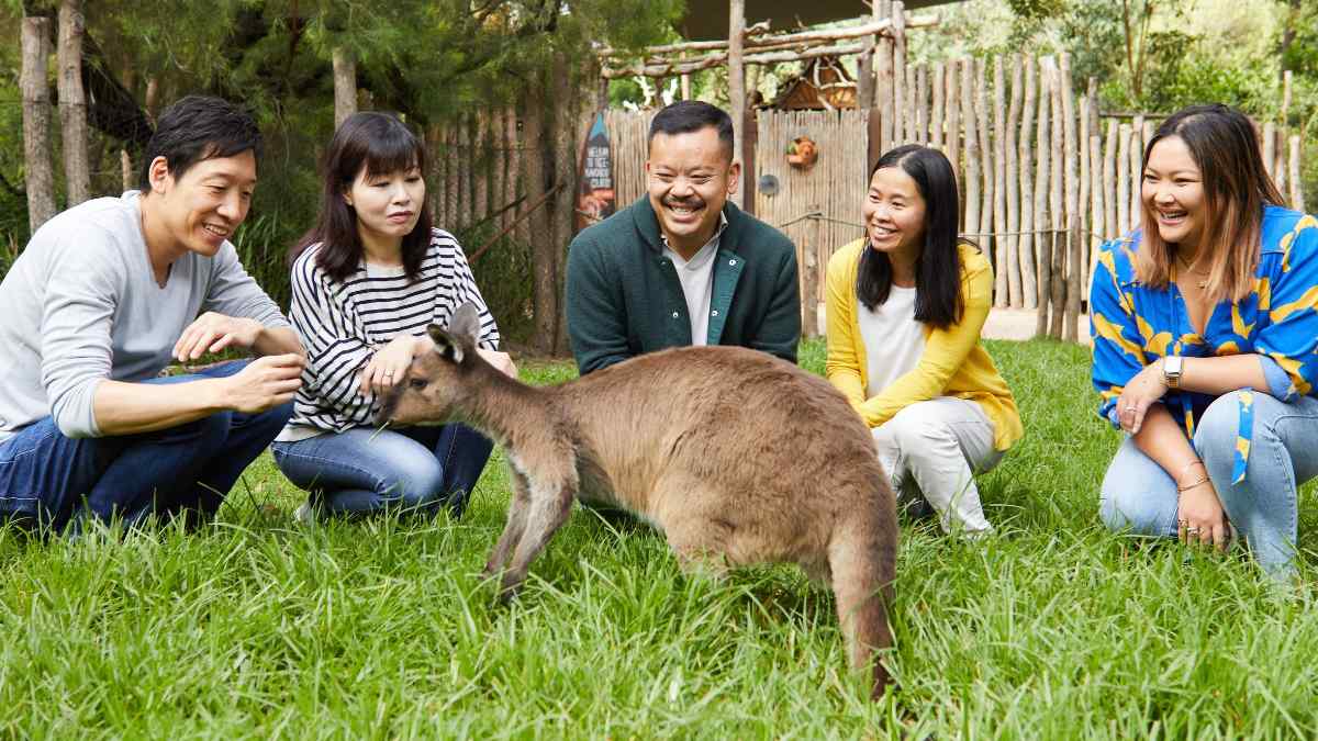people walking meeting a kangaroo at Healesville sanctuary