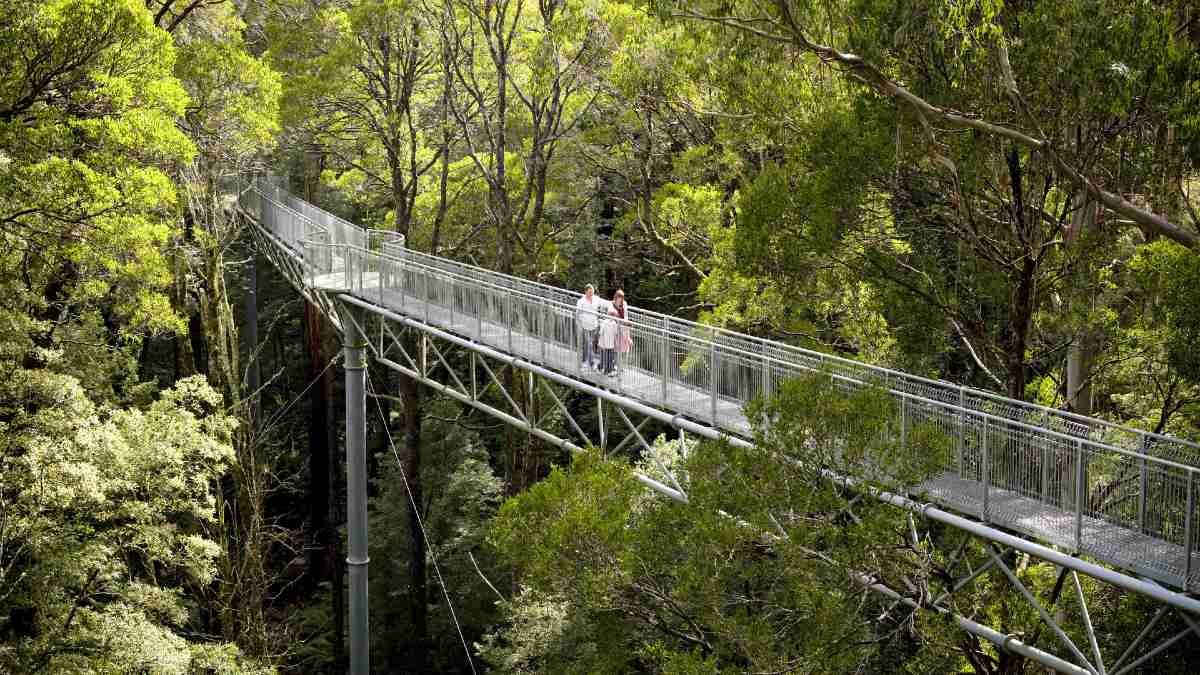 the Otway Fly walkway