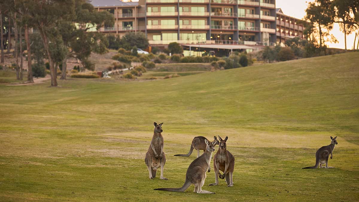 Five kangaroos on the golf course at RACV Goldfields Resort in Creswick