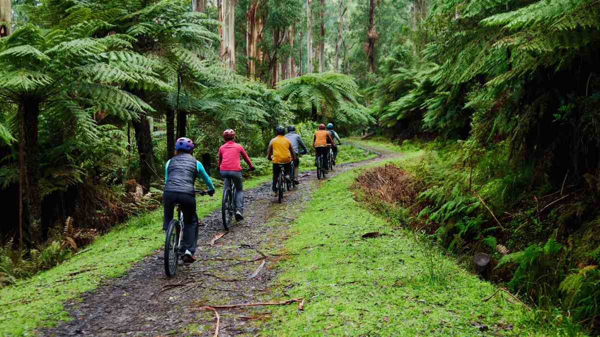 six cyclists on a rainforest track