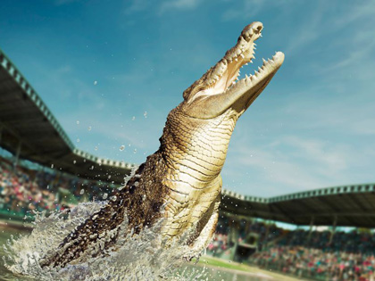 A large crocodile jumping out of the water at Australia Zoo.