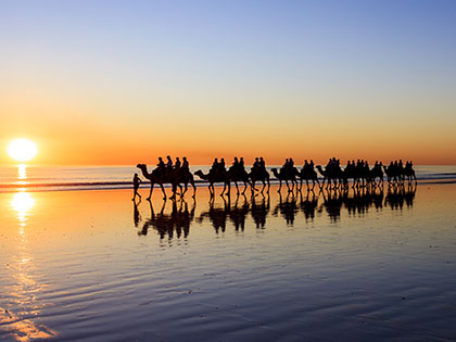 Line of camels walking across the desert at sunset.