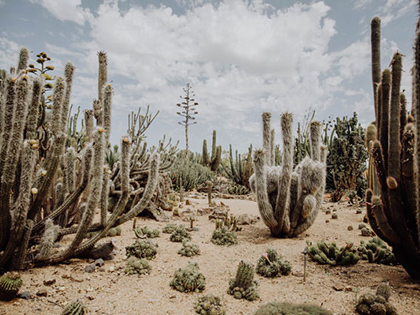 Cactus garden near Cobram Resort.