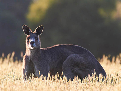 Kangaroo at dusk at Wildlife Wonders..