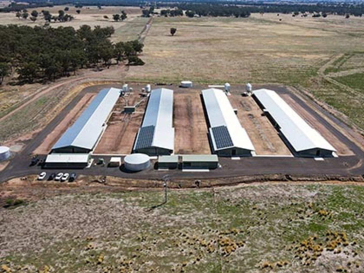 Aerial view of Hazeldene Chicken Farm sheds fitted with solar panelling. 