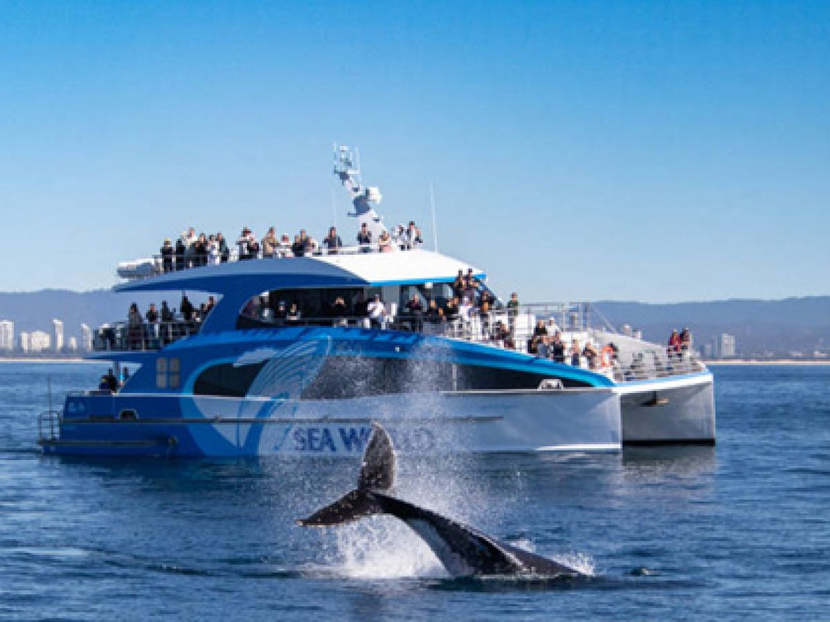 Sea world boat with passengers whale watching. 