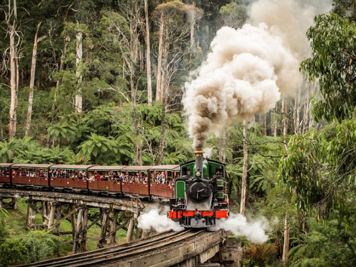 Puffing Billy steam train going around a bend in the lush forest.