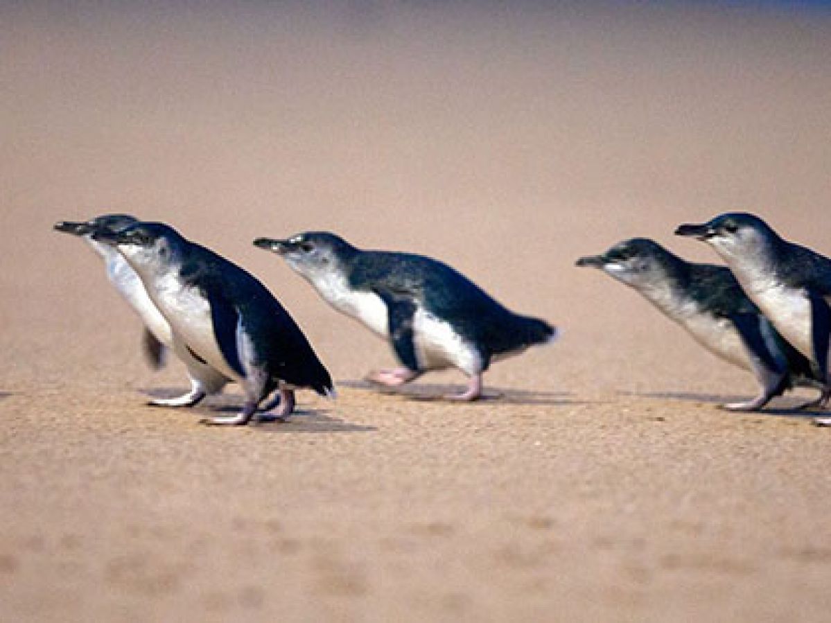Penguins walking in a row on the sand at Phillip Island.