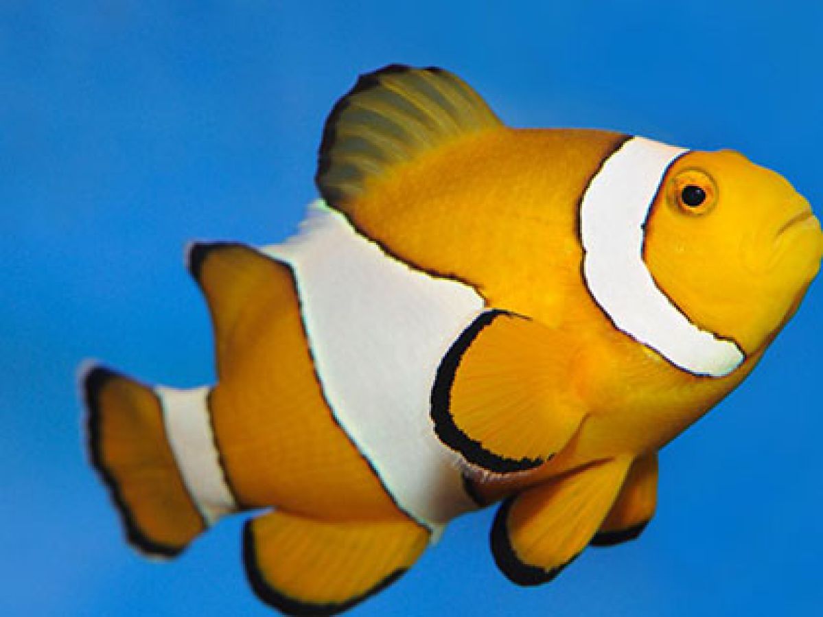 Close up image of clown fish at SEA LIFE Melbourne aquarium.