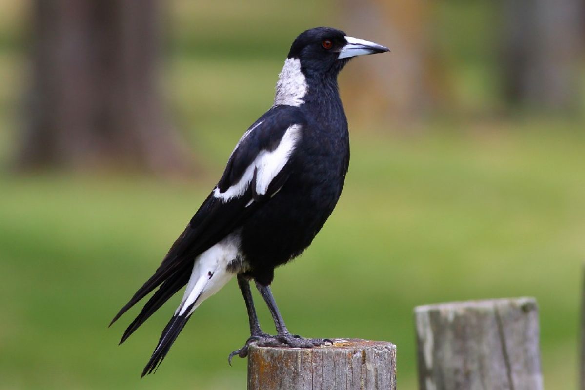 A magpie sitting on a wooden fence paling