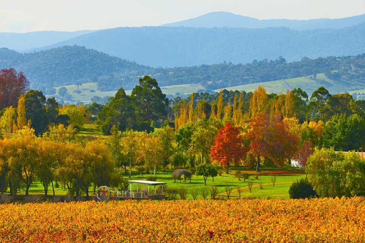 couple walking on autumn tree lined country street