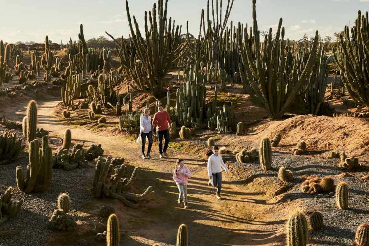 A family of four - a mother, father and two school-age girls - walking happily along a trail in Cactus Country. They are surrounded by cactuses in various shapes and sizes as the morning light streams across the earth