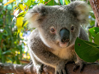 Close up image of koala in tree.