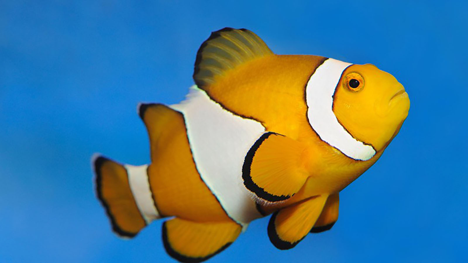 Close up image of clown fish at SEA LIFE Melbourne aquarium.