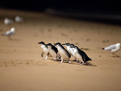 Group of penguins on the beach at Phillip Island at night.