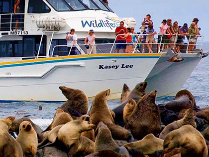 Cruise boat with people on deck watching seals on the shore.