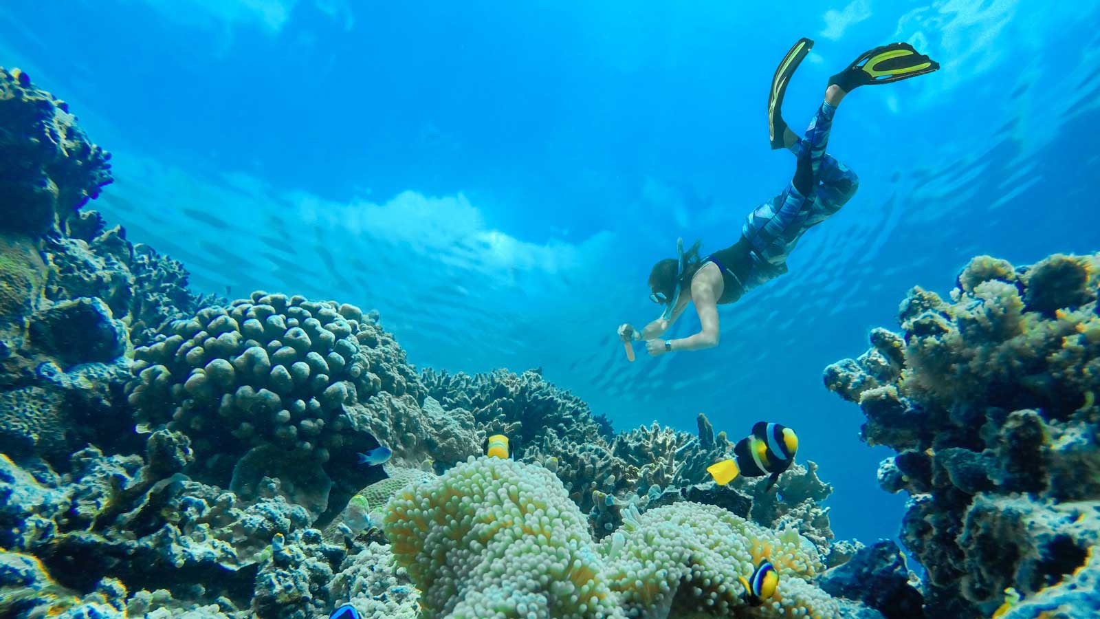 Woman scuba diving in a coral reef.