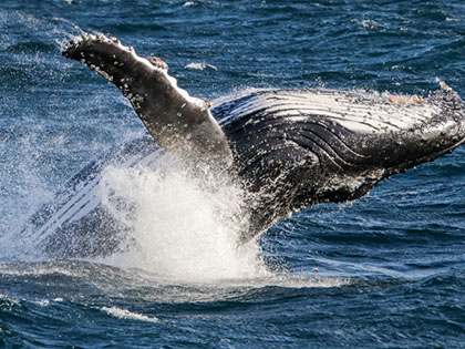 Whale flipping over in ocean.