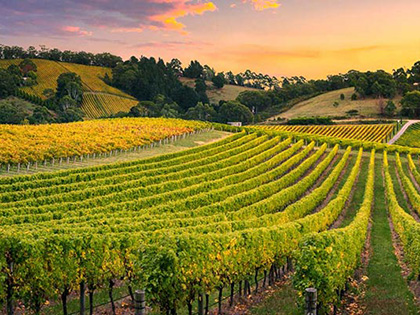Vineyard in the Yarra Valley region at sunset.